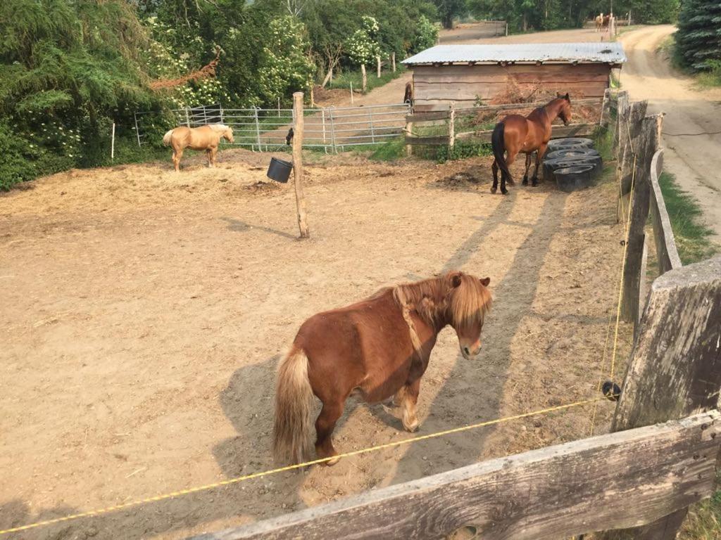 Grosse Wohnung / Haushaelfte In Peetzig Am See Angermunde Εξωτερικό φωτογραφία